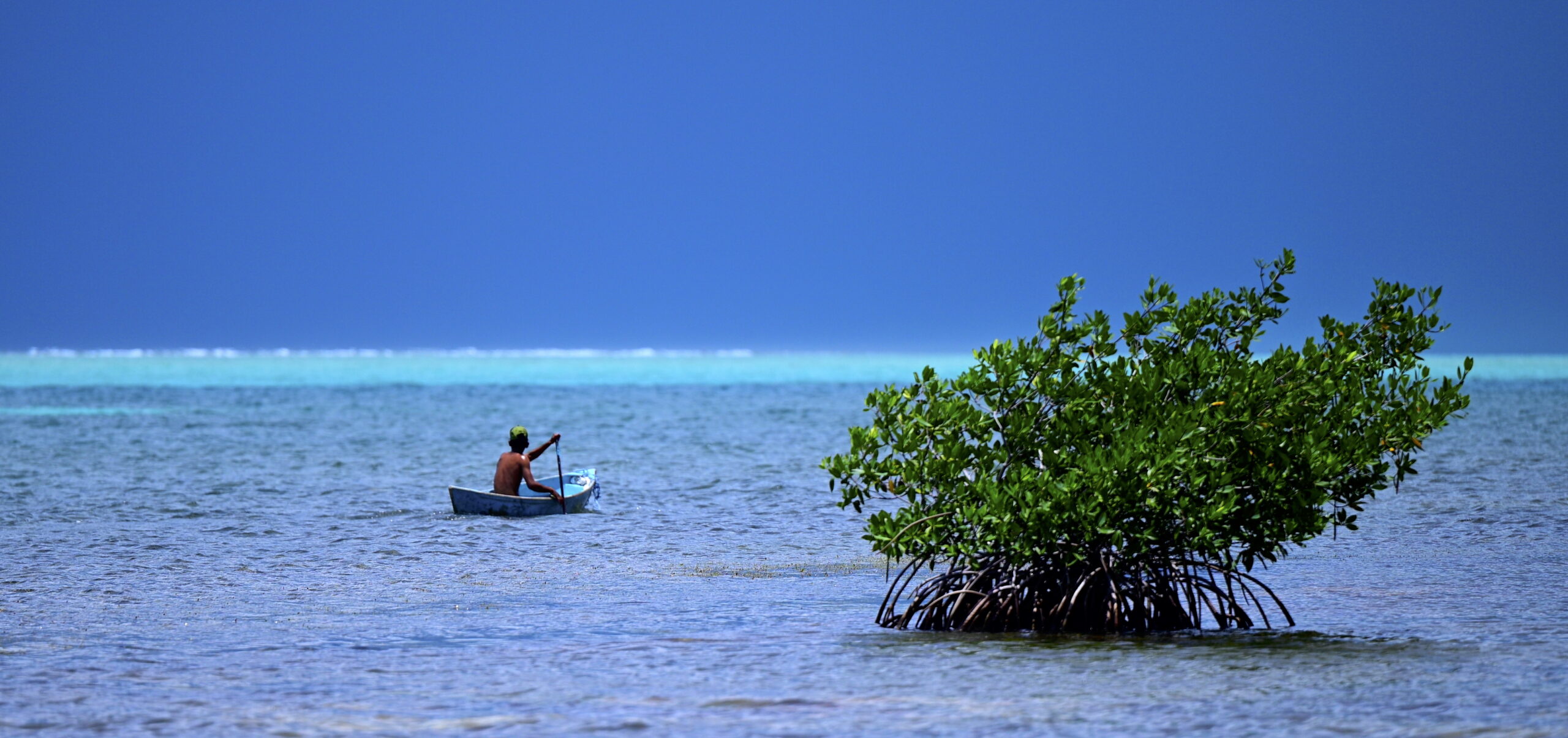 A person in a small boat paddles on calm water near a mangrove tree, with a blue sky in the background.