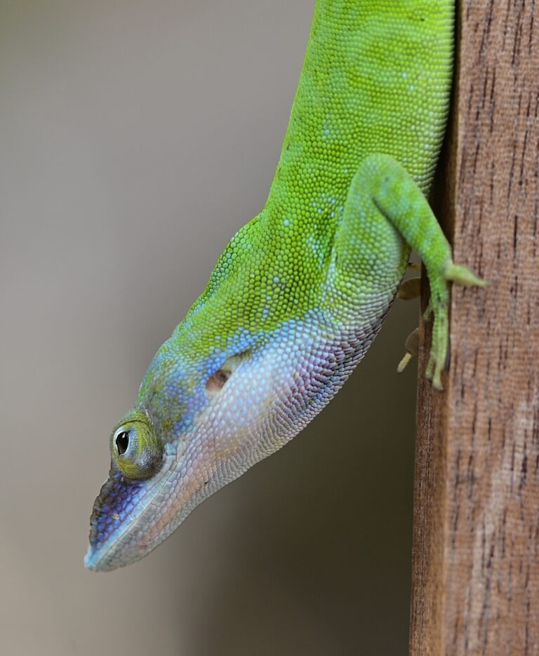 Allison’s anole