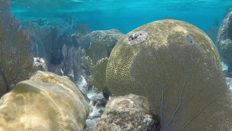 Brain Coral