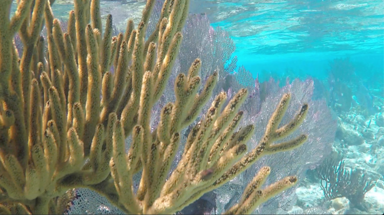 #12 Reef Scientist for a Day