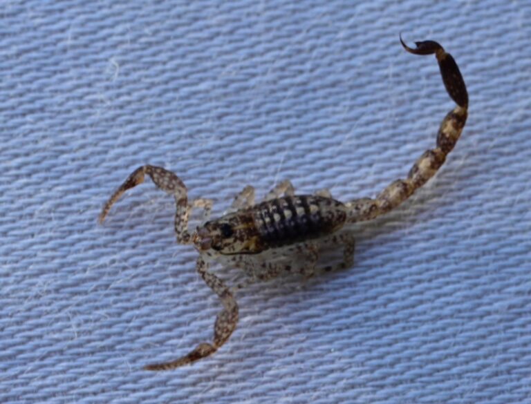 Lesser brown scorpion