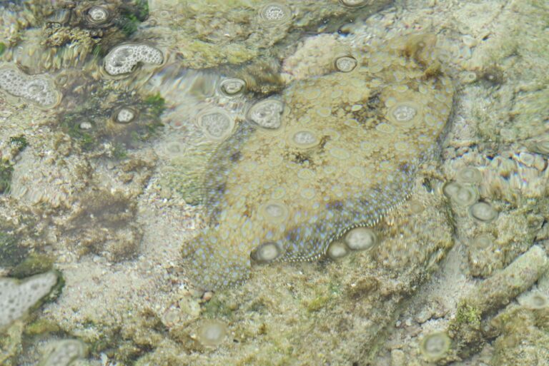 Peacock flounder