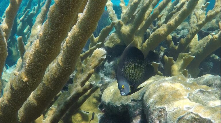 #18 Fish and Coral Symbiosis