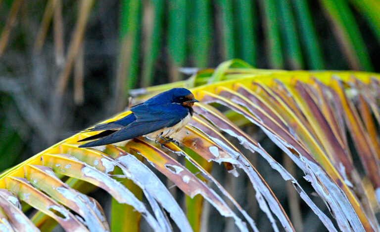 #9 Shore Bird Safari