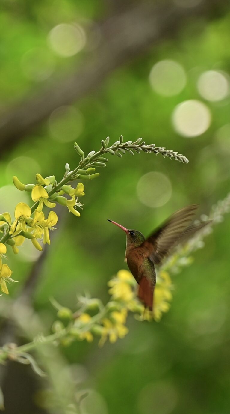 #7 Hummingbird Haven