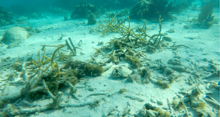 #19 Hands-on Coral Restoration