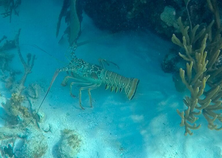 #28 Lobster Hide & Seek