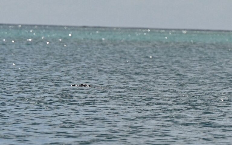 #32 Croc Conservation